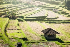 Bali_2010_Ubud_1_115