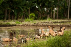 Bali_2010_Ubud_2_026