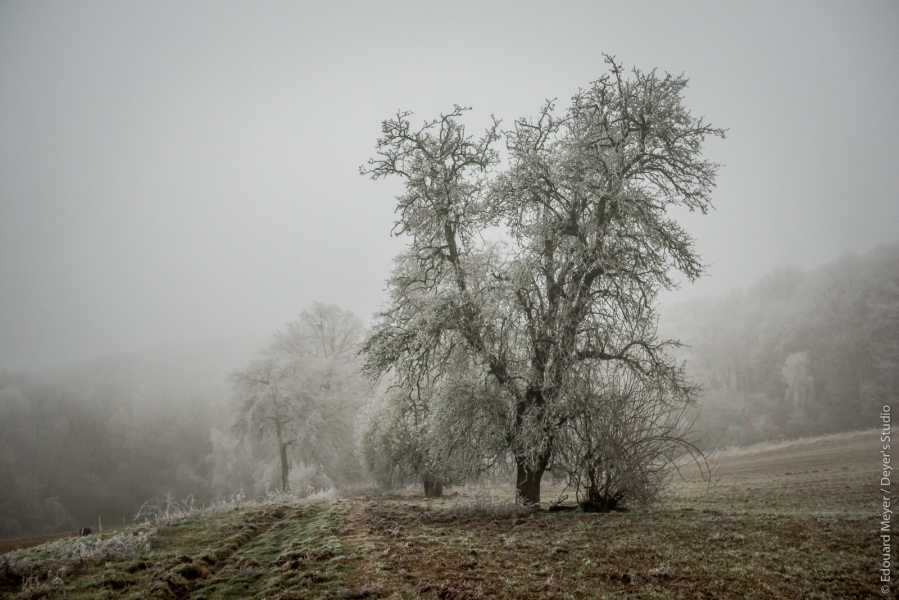 bazemont_2016_1129