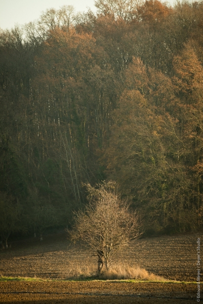 bazemont_2016_783